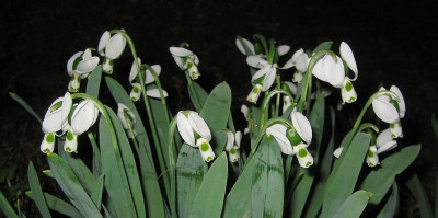 Galanthus_02.jpg