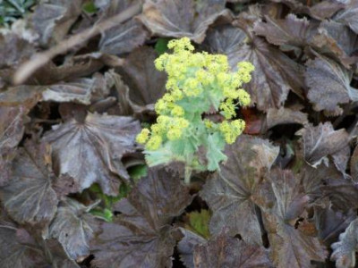 Alchemilla_Nov.jpg
