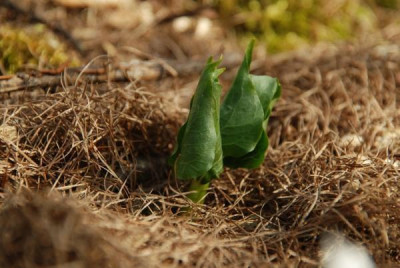 laerchennadeln_trillium.jpg