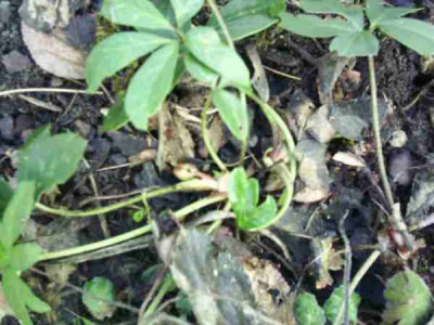 Helleborus_niger_2-jahrig.JPG
