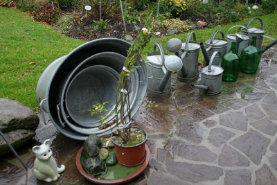Rose_Unschuld0109.jpg