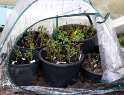P1000426-Gewachshaus-web.jpg