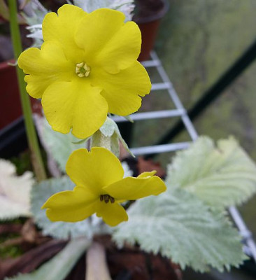 Primula_boveana_5_fars_2009.jpg