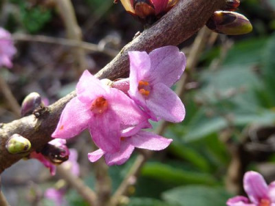 Daphne_mezereum_im_November_fars_2009.jpg