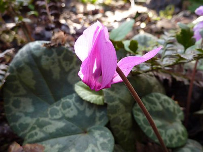 Cyclamen_purpurascens_im_November_fars_2009.jpg