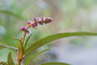 Salvia-leucantha-Nov2509.jpg