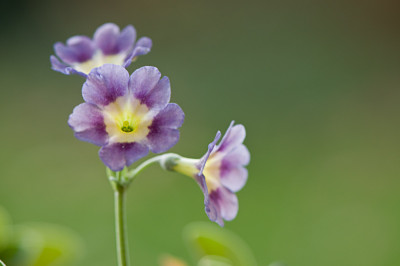 Primula-auricula-Nov2509.jpg