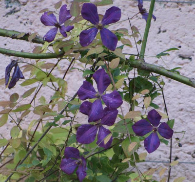 unbenamste_clematis_im_november.jpg