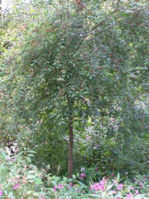EuonymusEurop04.jpg