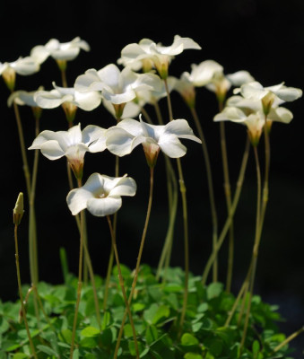 Oxalis_perdicaria_09-1.jpg