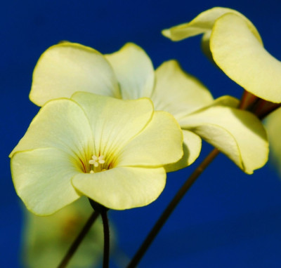 Oxalis_perdicaria_09-2.jpg