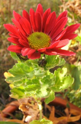 DSCF5152.JPG