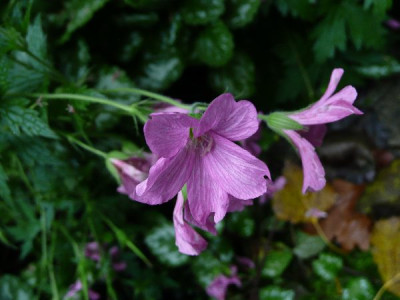 Storchschnabel_N_2009.JPG