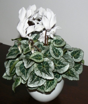 Cyclamen_persicum_wei_091127_a.jpg