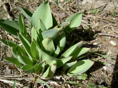 Tulpen1.JPG