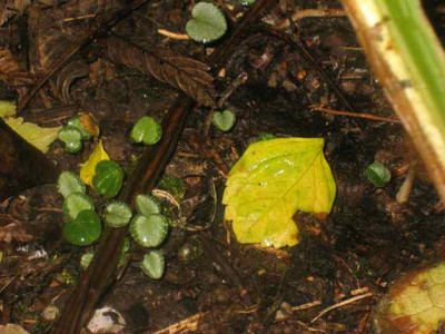 Cyclamen-Babies3_IMG_3961.jpg