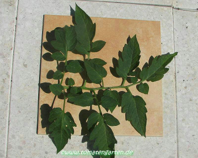 Lyc_esculentum.JPG
