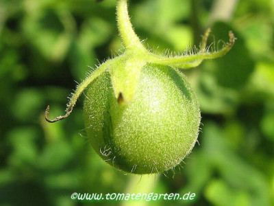 Lyc_hirsutumFrucht.JPG