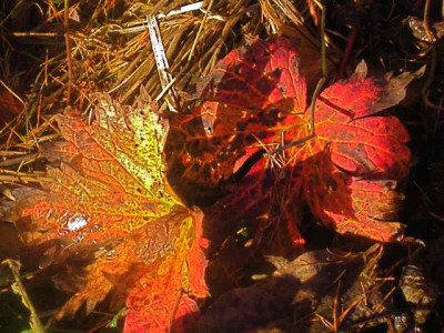 Geranium_psilostemon-Herbstlaub__IMG_4554.jpg