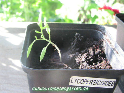 Sol_lycopersicoides.JPG
