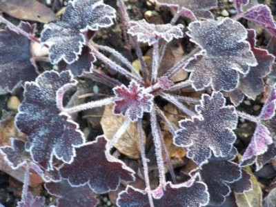 PalacePurple05.jpg