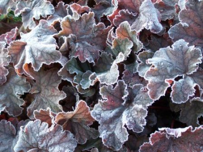 FrostedChoc09.jpg