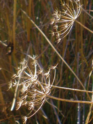 Giersch-Dolde__IMG_4538.jpg