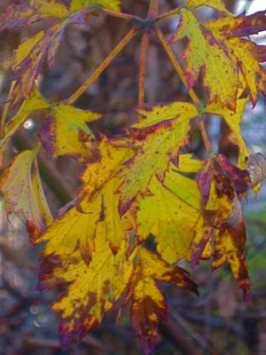 Brombeer-Herbstlaub_2__IMG_4493.JPG