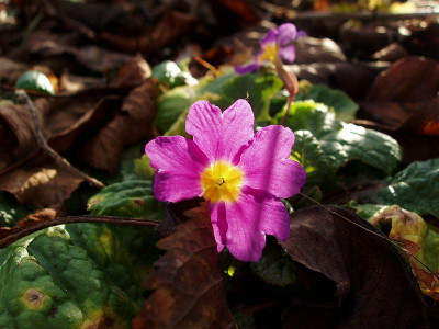 novemberprimel_20091128.jpg