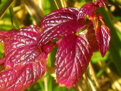 Pfefferminze_Herbstlaub__IMG_4533.jpg