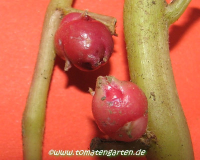 oca2.JPG