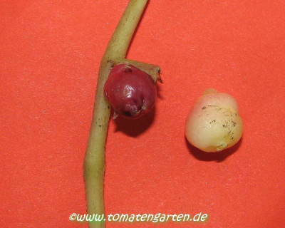 oca1.JPG
