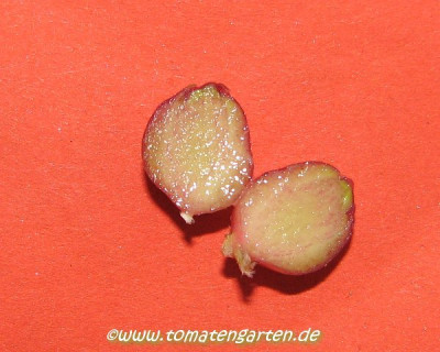 oca3.JPG