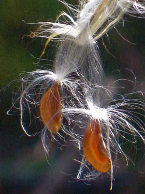 Asclepias-Samen_IMG_4574.JPG