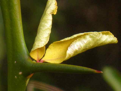 Poncirus_trifoliata_IMG_4570.JPG