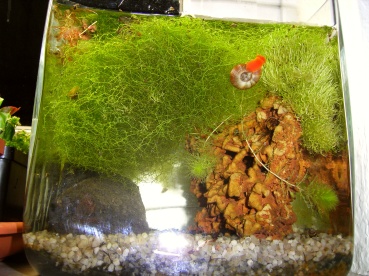 www.am_2009_11.03._Schneckenbecken.JPG