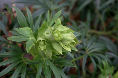 Heleborus2709.jpg
