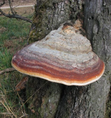 baumpilz_1583.jpg