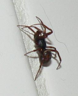 Spinne_im_Badezimmer_1.jpg