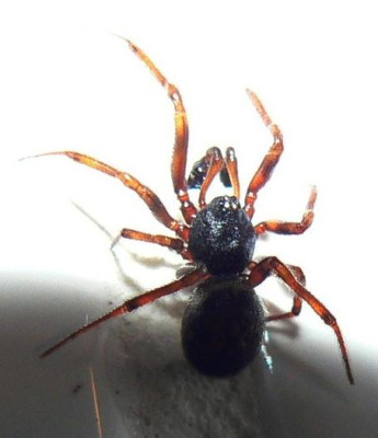 Spinne_im_Badezimmer_2.jpg