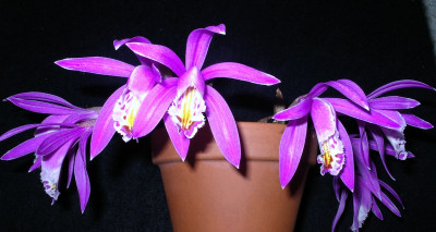 comp_Pleione_Lassen_Peak_01.12.09.jpg