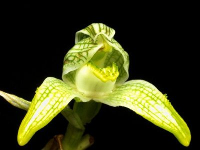 Chlorea_sp.kl.JPG