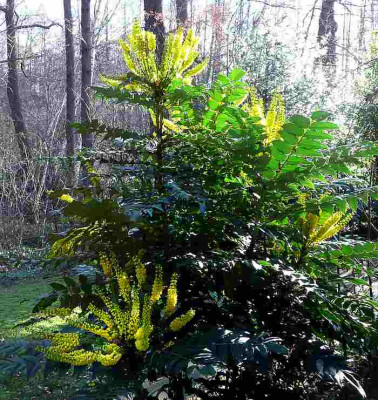 75-Mahonia-media-Gegenlicht.jpg