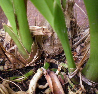 Cymbidium_jetzt_umtopfen.jpg