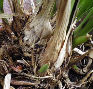 Cymbidium_jetzt_umtopfen_2.jpg