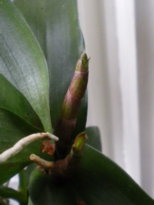 dendrobium_jetzt_dungen.jpg
