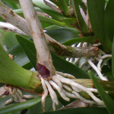 dendrobium_jetzt_dungen_2.jpg