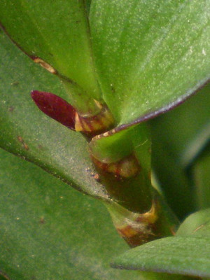 Blute_oder_Blatt_1.jpg