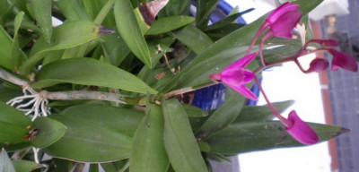 dendrobium_kindl_auspflanzen.jpg