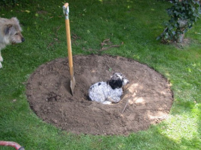 Lieblingsspaten.jpg